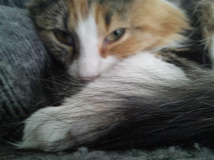 Norsk Skovkat Esther billede 7