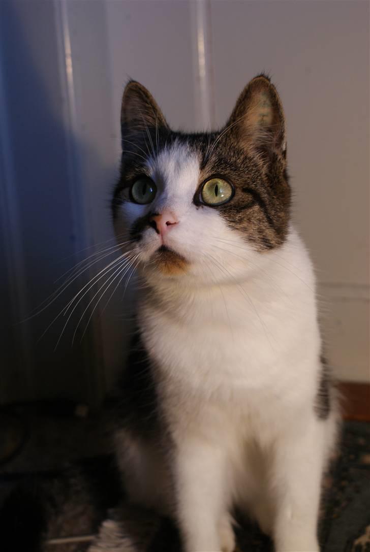 Huskat Desmo - 2010 - Desmo stirrer al næringen (via hans supersyn) ud af en yderst lækker godbid som jeg holder i hånden. billede 2