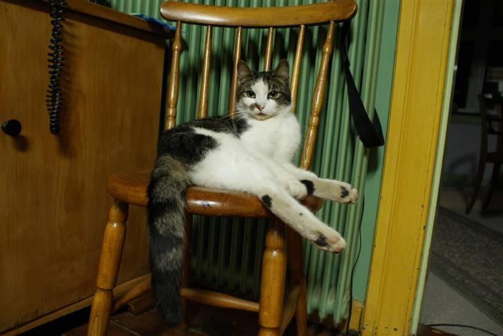 Huskat Desmo - 2009 billede 3