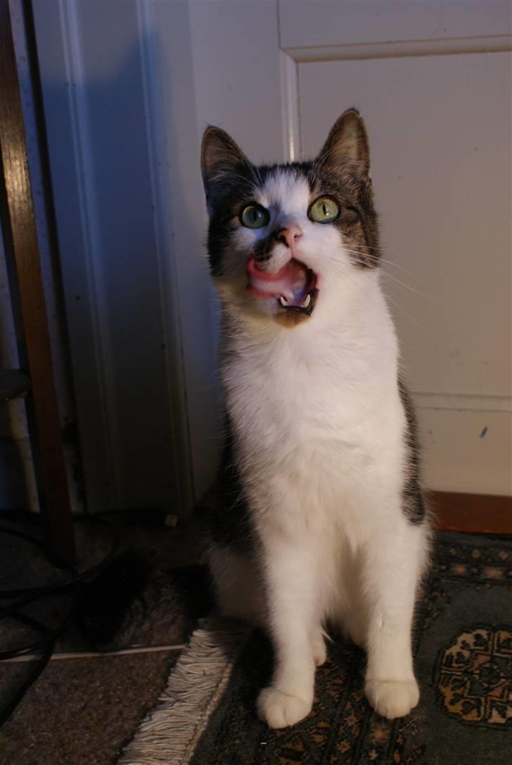 Huskat Desmo - 2010 - Desmo fik lige en laksegodbid for at være en dygtig kat til fotosession xD billede 4