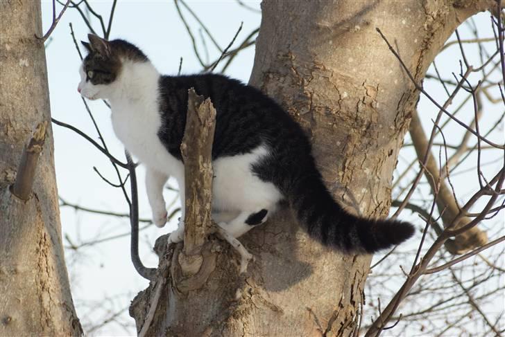 Huskat Desmo - 2010 billede 5