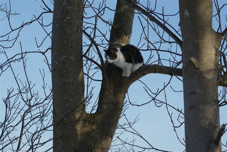 Huskat Desmo billede 6