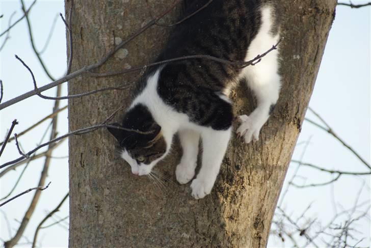 Huskat Desmo - 2010 woopsie - ned igen :)  billede 7