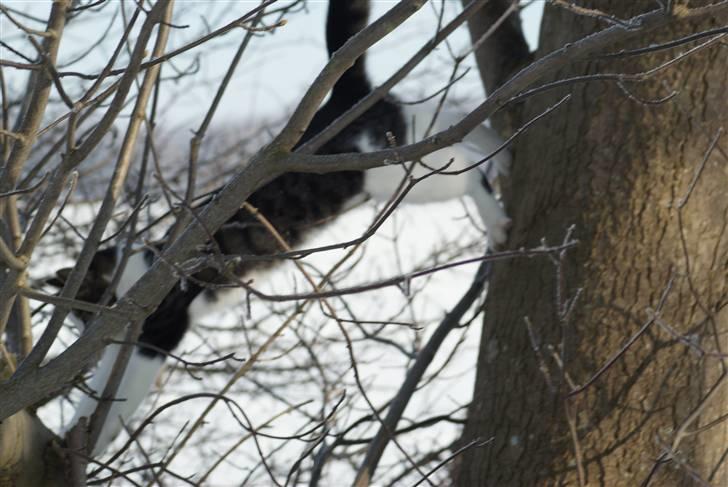 Huskat Desmo - 2010 akrobatkatten Desmo billede 8