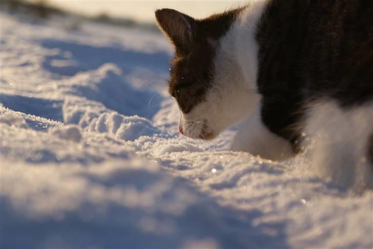 Huskat Desmo - 2010 feb/marts KOLDT vejr. Desmo ville med over på marken og tage billeder af det smukke landskab billede 9