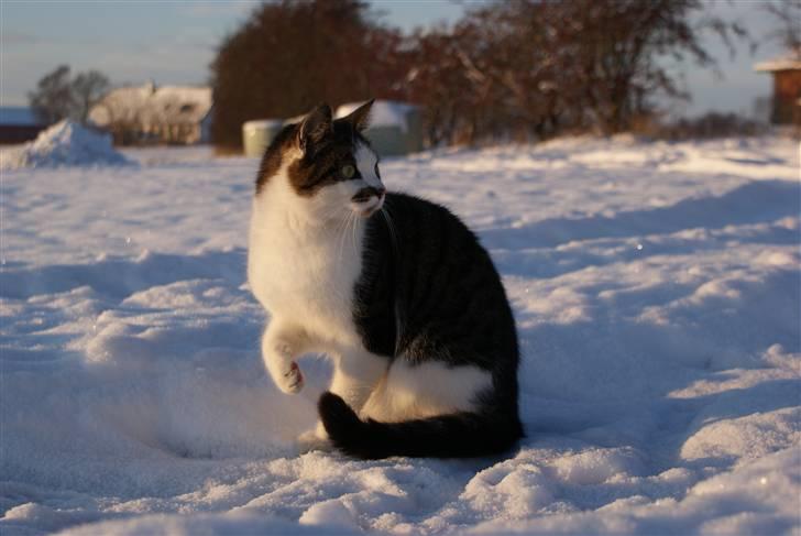 Huskat Desmo - 2010 billede 10