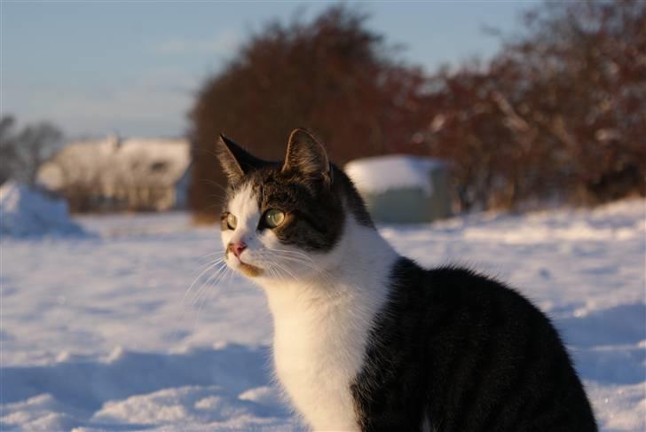 Huskat Desmo - 2010 smukke Desmo billede 11