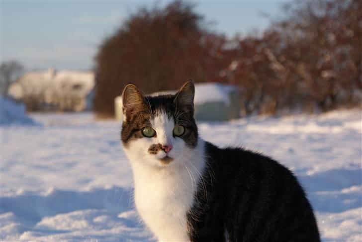 Huskat Desmo - 2010 billede 12