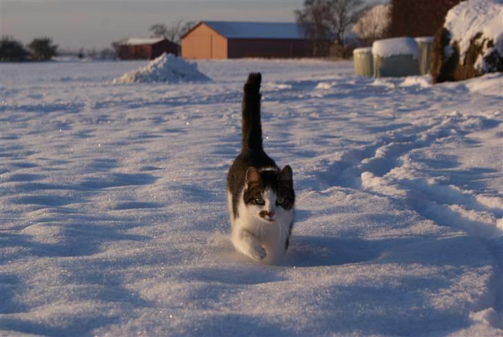 Huskat Desmo - 2010 yff. høj, kold sne - mor vent på mig! billede 13
