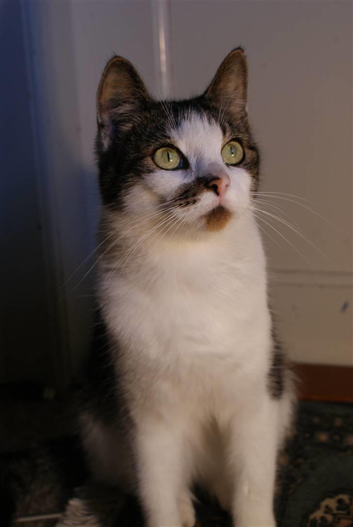 Huskat Desmo - 2010 - smukke Desmo billede 14