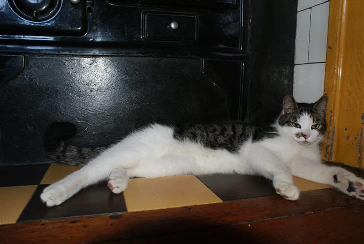 Huskat Desmo - 2009 - ligger og flyder billede 15