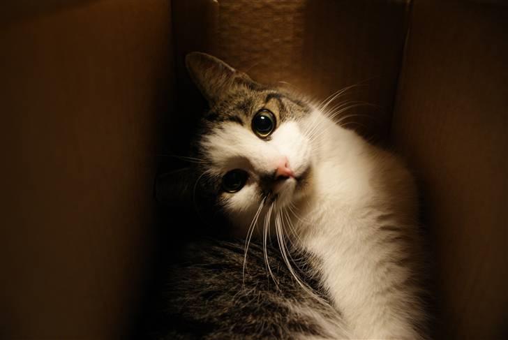 Huskat Desmo - 2009 - EVIL cat!!!! Desmo og papkasser er farligt ;) Her var han helt oppe og køre, legede tagfat med en stiftblyant. billede 16