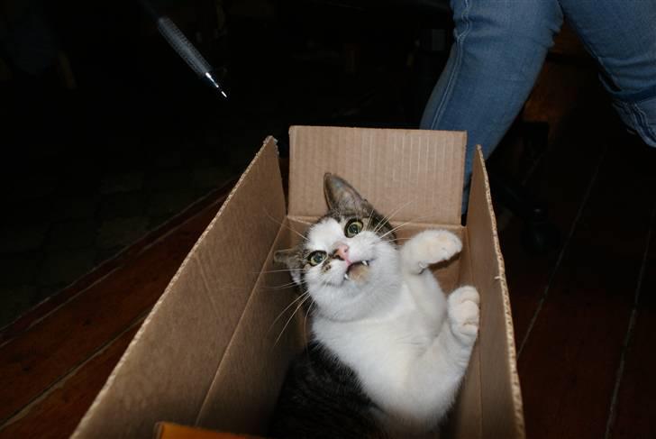 Huskat Desmo - 2009 - monster kat vil ha´ den blyant!!! billede 17