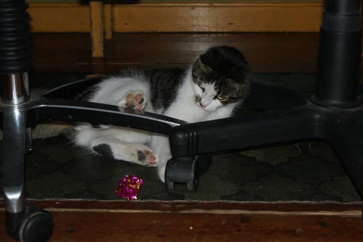 Huskat Desmo - 2009 - legesyg billede 18