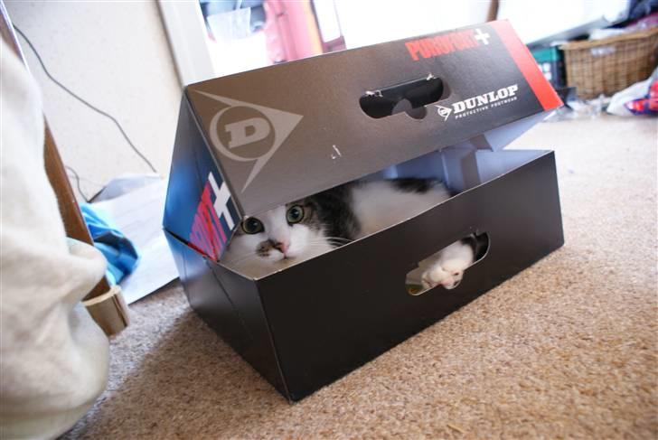 Huskat Desmo billede 19