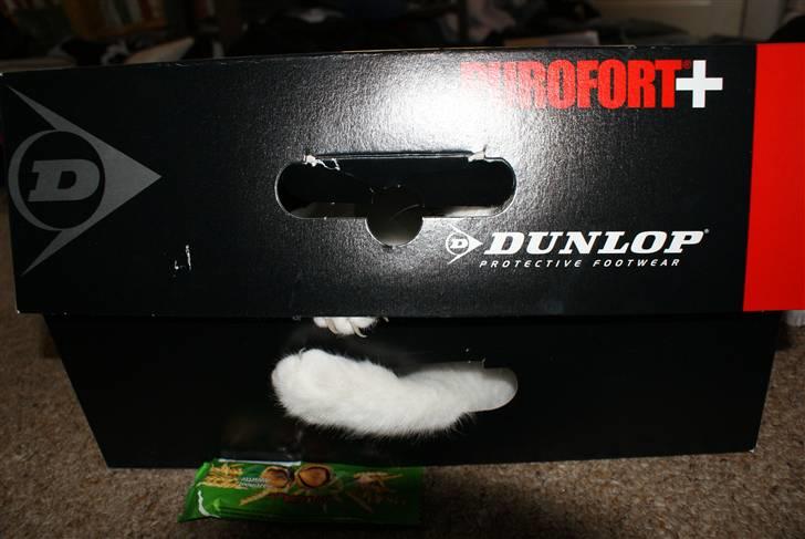 Huskat Desmo billede 20