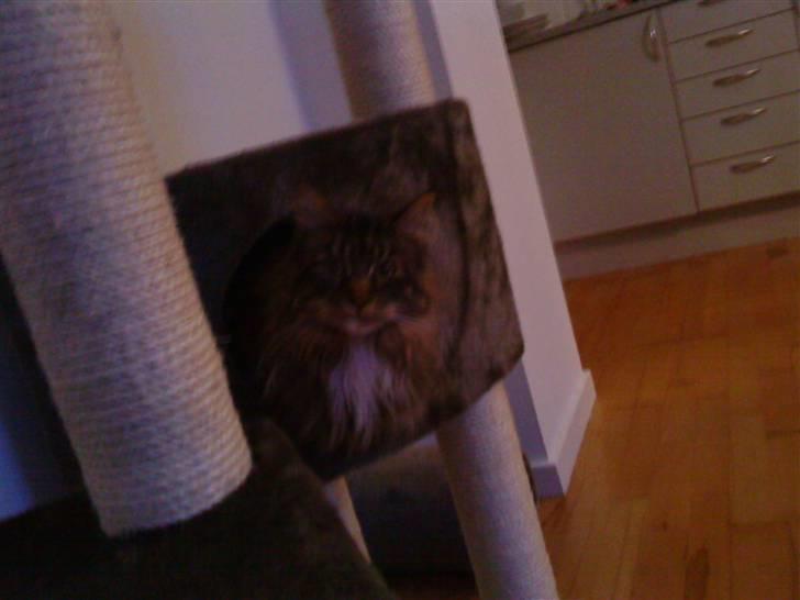 Maine Coon Freja billede 1