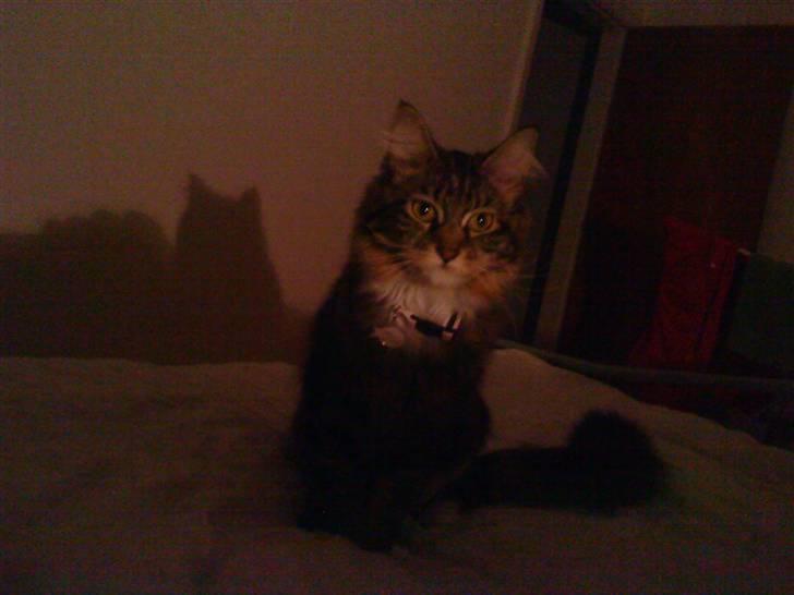 Maine Coon Freja billede 2