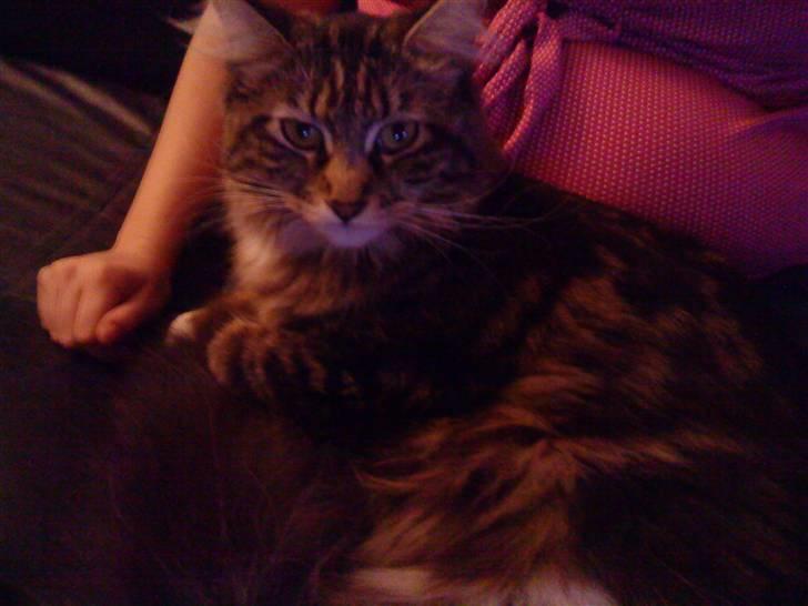 Maine Coon Freja billede 3