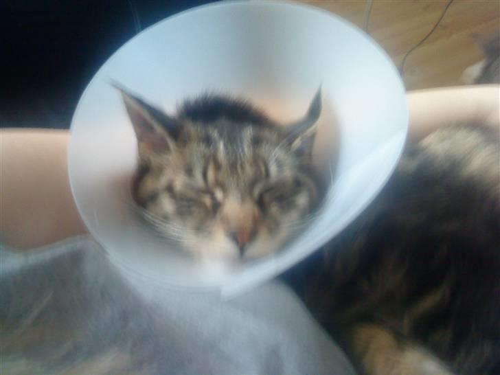 Maine Coon Freja billede 4