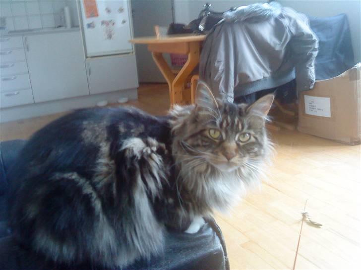 Maine Coon Freja billede 5