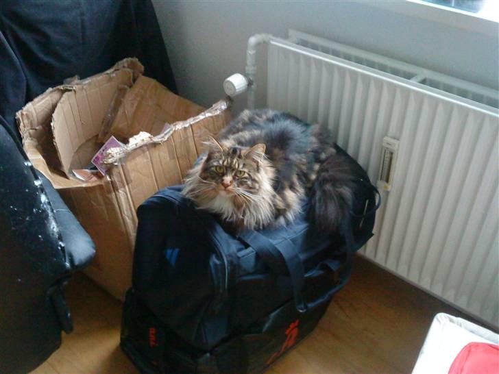 Maine Coon Freja billede 6