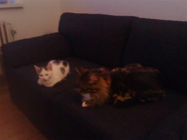 Maine Coon Freja billede 7