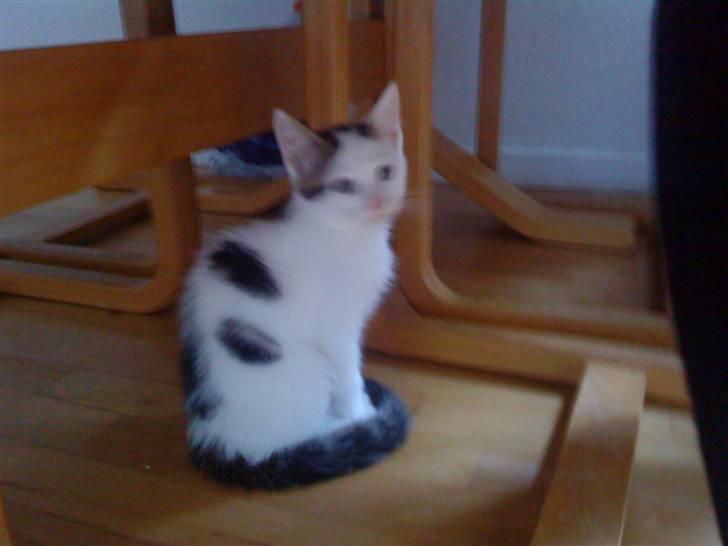 Huskat Felix billede 1