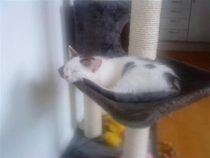 Huskat Felix billede 2