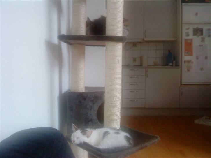 Huskat Felix billede 3