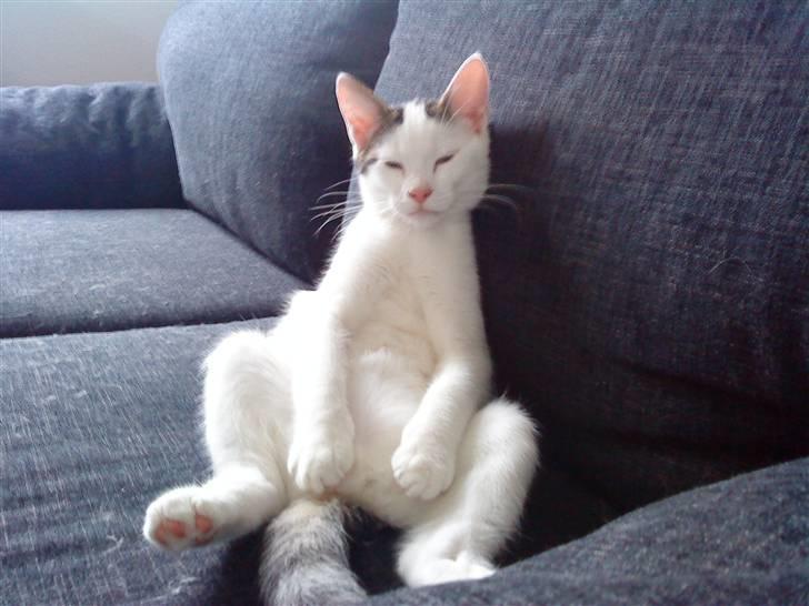 Huskat Felix billede 4