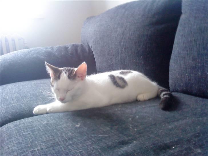 Huskat Felix billede 6