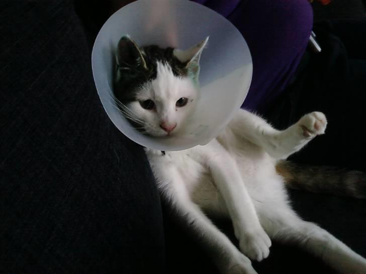 Huskat Felix billede 7