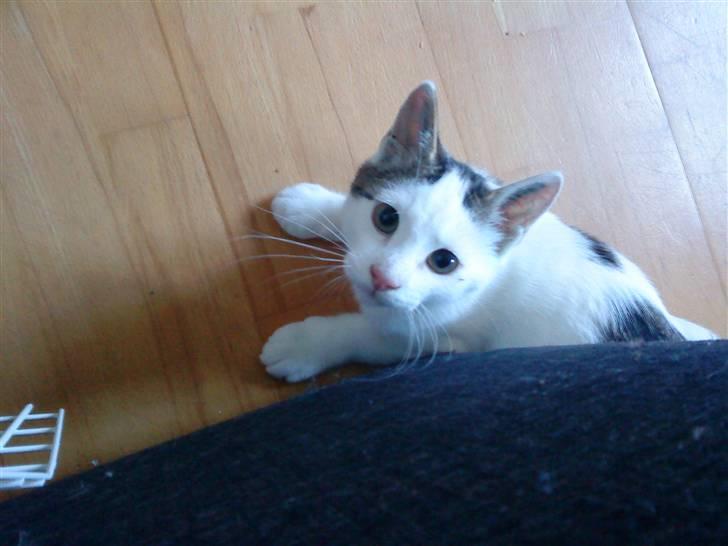 Huskat Felix billede 8