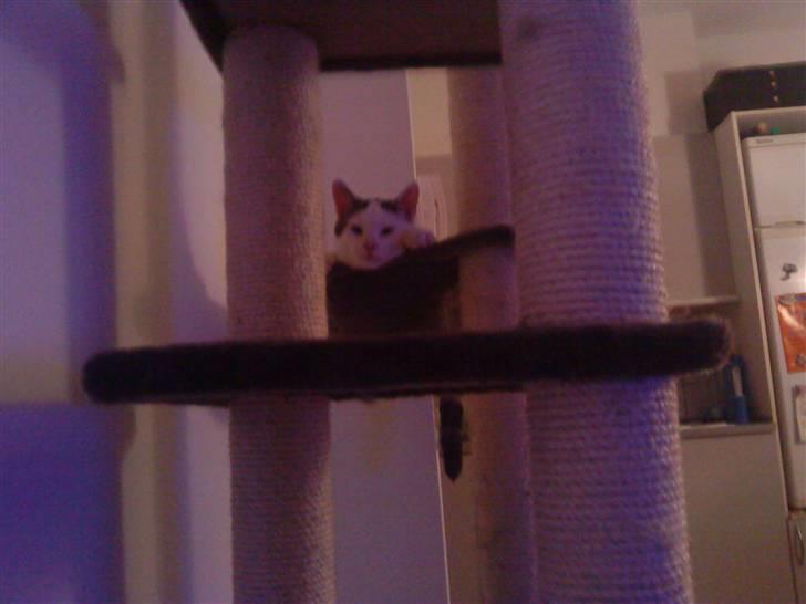 Huskat Felix billede 9