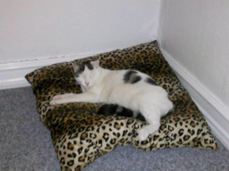 Huskat Felix billede 10