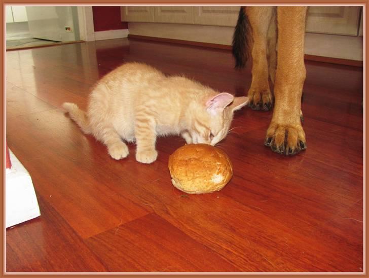 Huskat Charlie (Himmelkat) - King stjæler den, men JEG spiser den :D billede 15