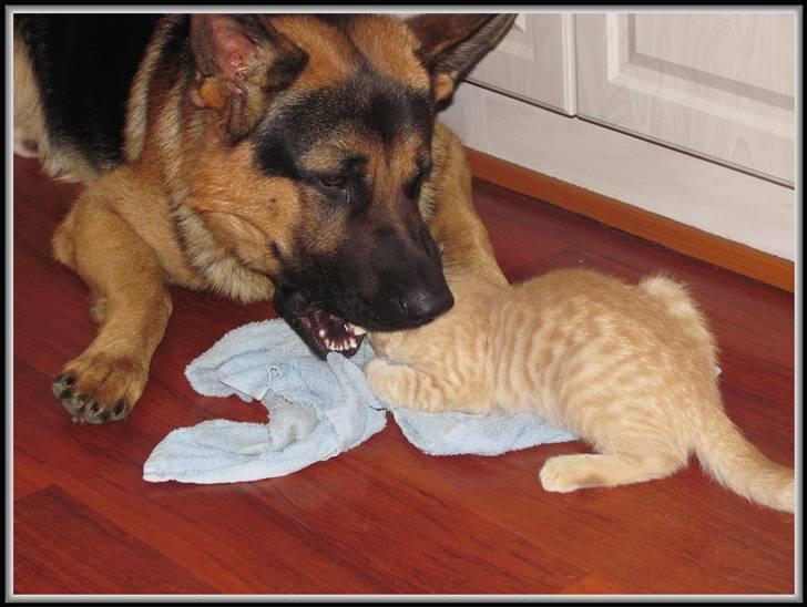 Huskat Charlie (Himmelkat) - Æder du mig "moar"? billede 16