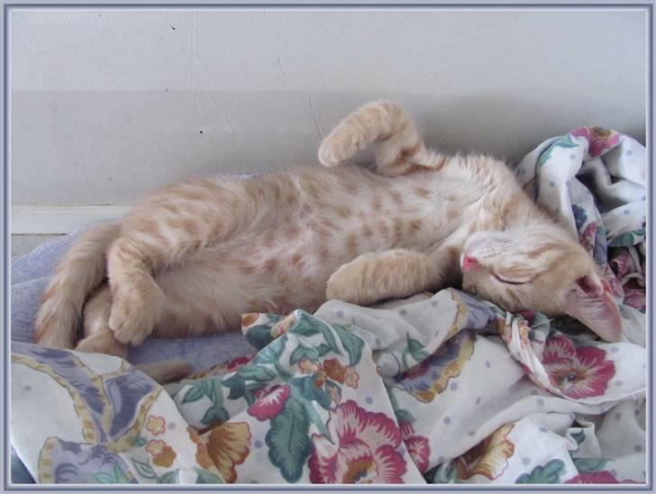 Huskat Charlie (Himmelkat) billede 17