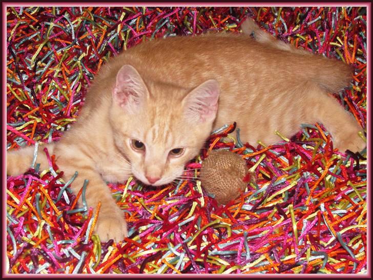 Huskat Charlie (Himmelkat) - Camillas spaghetti-tæppe er bare SÅ sjovt :) billede 18