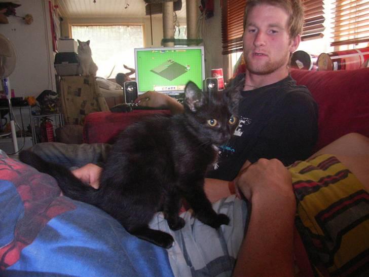 Blanding af racer bella  mus billede 1