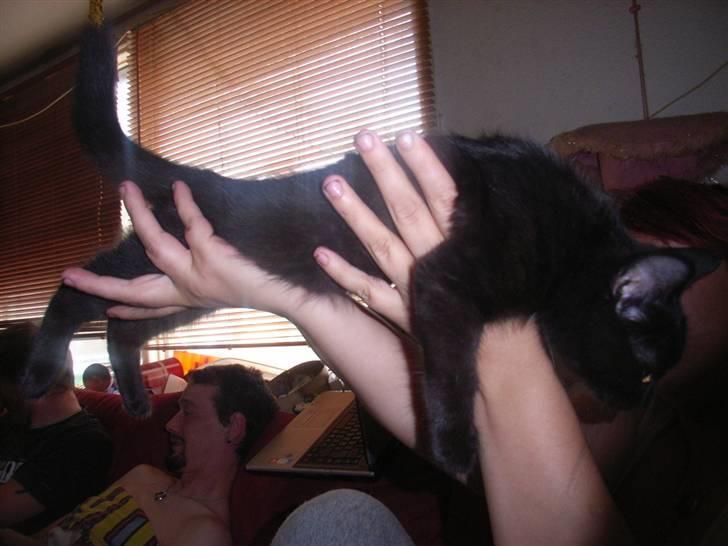 Blanding af racer bella  mus billede 2