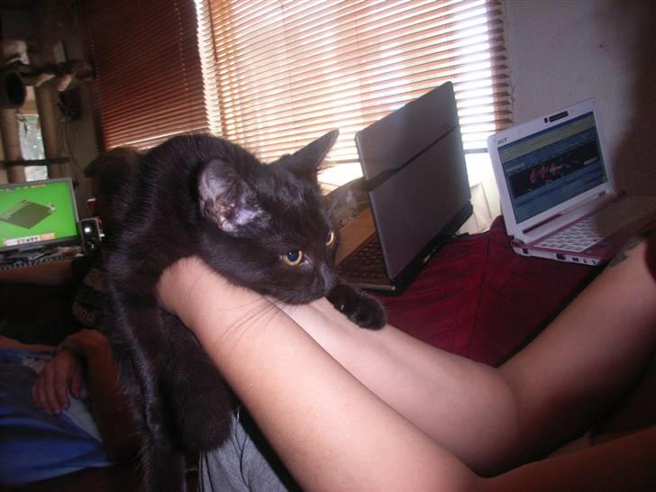 Blanding af racer bella  mus billede 3