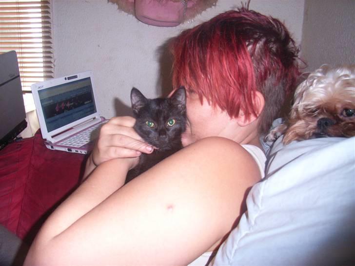 Blanding af racer bella  mus billede 4