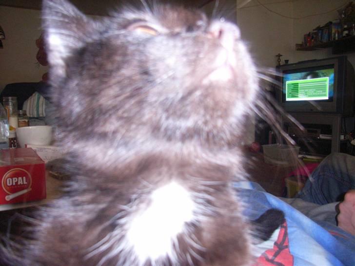 Blanding af racer bella  mus billede 5