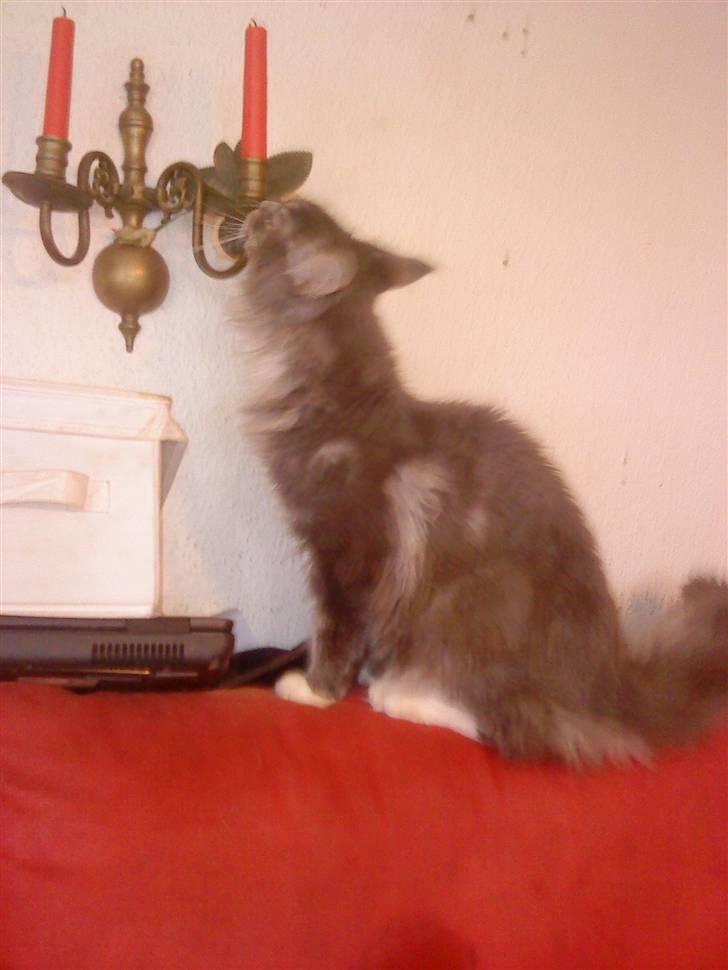 Maine Coon buster billede 11