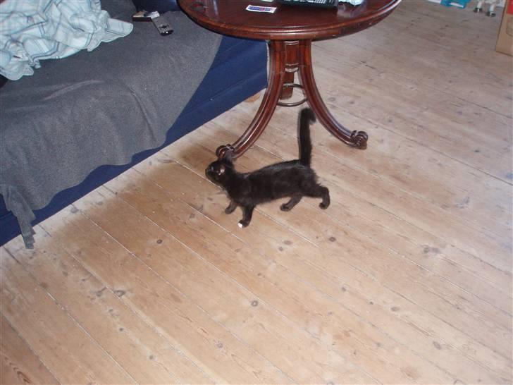 Blanding af racer Coco Chanel - Endnu ikke hjerteveninder, som de to kvinder i historien de er opkaldt efter billede 1