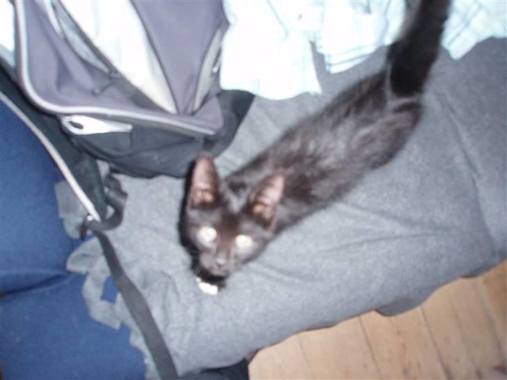 Blanding af racer Coco Chanel billede 2