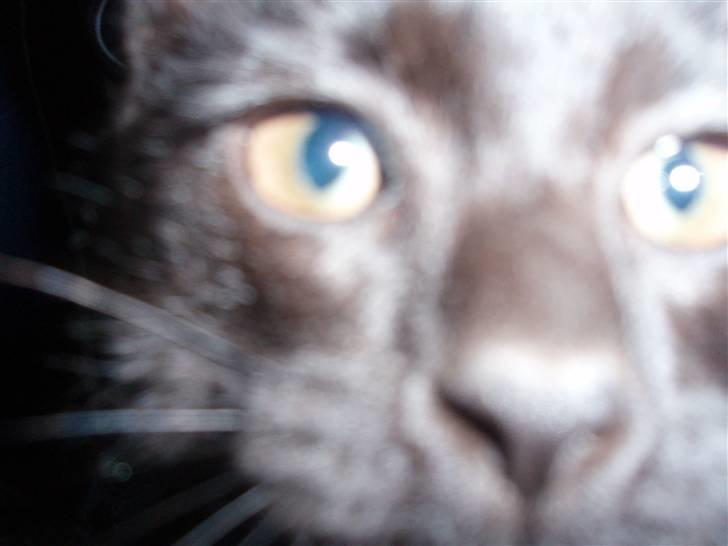 Blanding af racer Coco Chanel billede 3