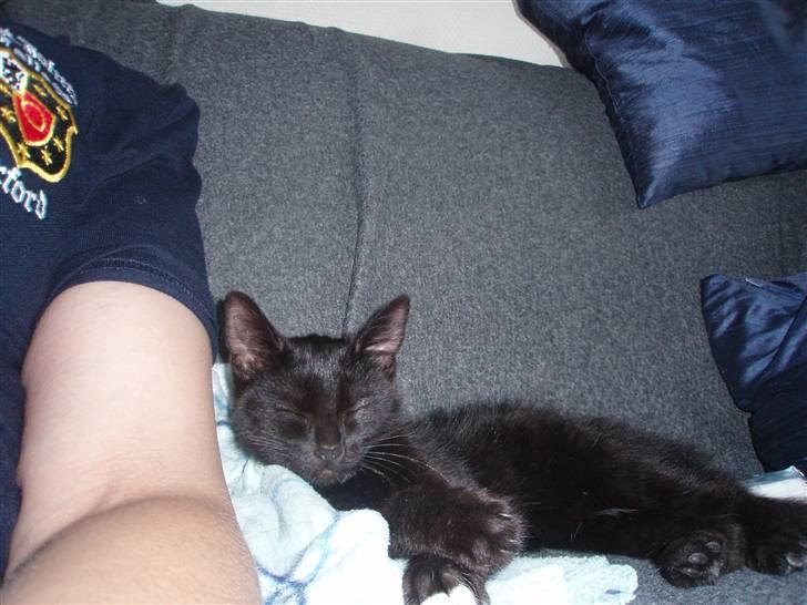 Blanding af racer Coco Chanel billede 4